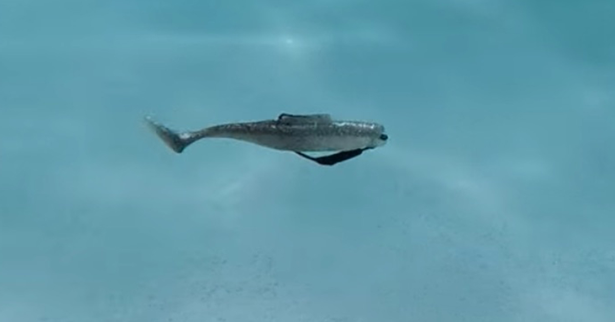 Z-Man DieZel MinnowZ underwater